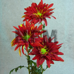 rover mums chrysanthemum flower